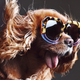 Image for article titled Karen Walker's Latest Campaign Stars An Adorable Dog Named Toast